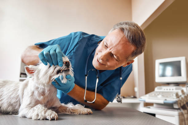 Best After-Hours Emergency Dentist in Marion, IA